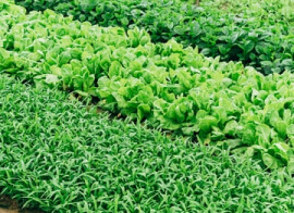 1ac20969 service 2.jpg