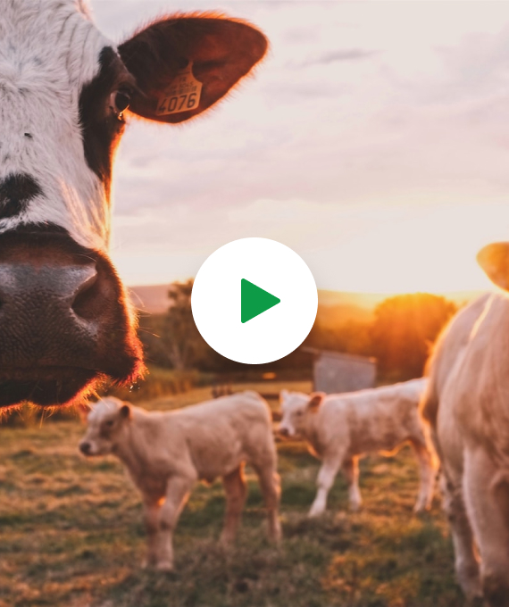 4b1c8519 bg video.jpg